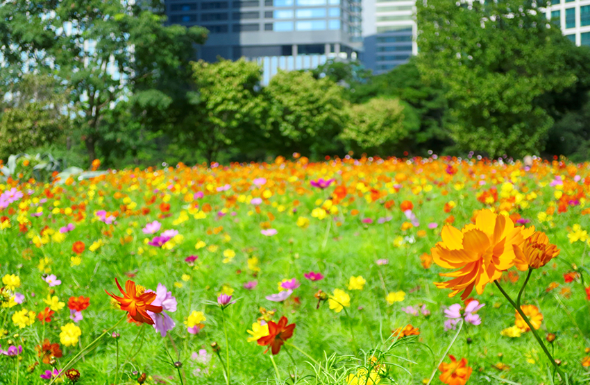 濱離宮恩賜庭園