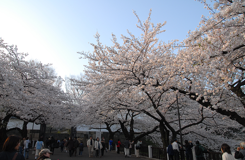 Kokyo Gaien National Garden