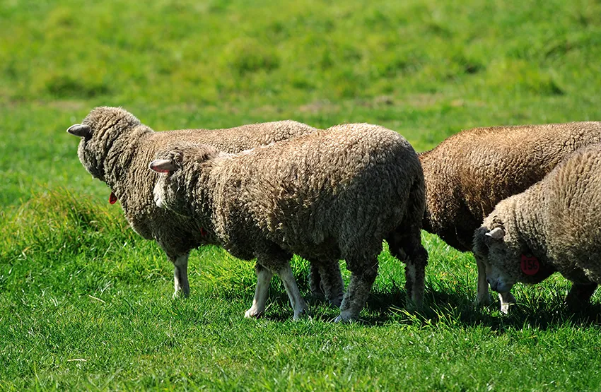 札幌羊丘展望台